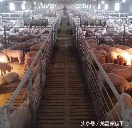 母猪排毒保肝龙昌胆汁酸在福建各地区案例反馈附各猪场图片