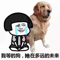 不要催在做了表情包狗狗