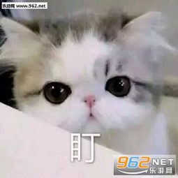 猫咪好怕怕哦表情包贱萌喵星人不能fu吸表情包下载无水印乐游网游戏下载