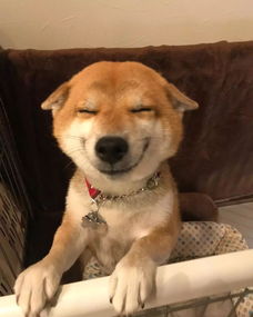 心情不好来看看这只小柴犬可爱到起飞的表情包吧