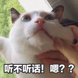单看表情包就萌到窒息难怪这么多人喜欢吸猫