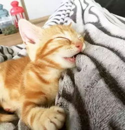 养猫就像吸毒,真的停不下来