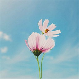 2018最吉利微信头像大全吉利好看大富大贵微信头像
