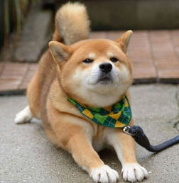 柴犬狗头表情包帽子