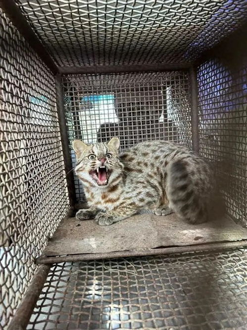 云南现疑似豹的猫科动物,它是什么体型娇小却异常凶猛的国家二级保护动物