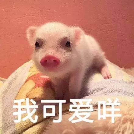 超萌的可爱表情包