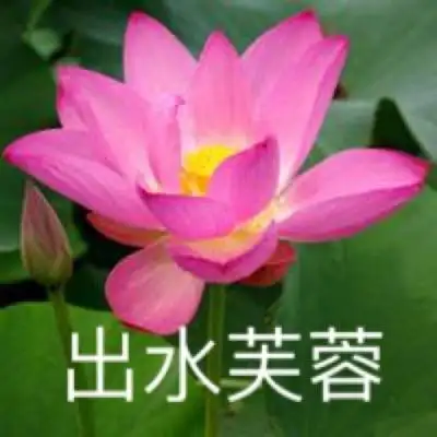 love直播449t下载
