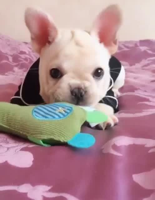 可爱的斗牛犬一碰就生气,生气的小表情真逗