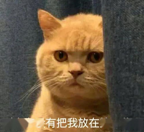 猫咪是软萌小可爱那你就错了,其实它们才是真的戏精