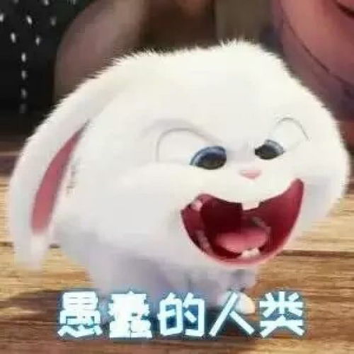 主人把宠物兔送去宠物店做修毛,最后的造型让主人不淡定了