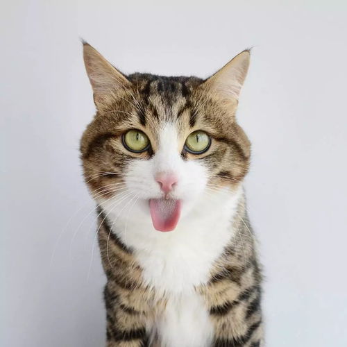 ins百万粉猫星人,靠两条腿把喵生活成表情帝