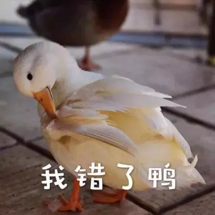 你在做什么呀我是学习鸭