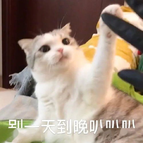 小动物可爱表情包熬夜冠军