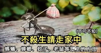 终有奇迹不杀生请走家中蚂蚁蟑螂蚊子老鼠等众生的方法不可不知