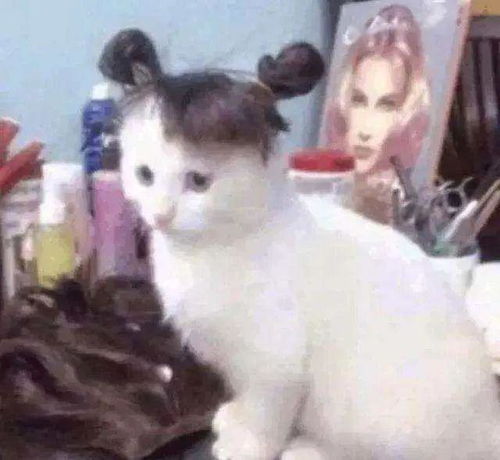 猫咪见不惯我沙雕,会做出什么反击