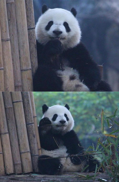 关晓彤长腿熊猫表情包伤心