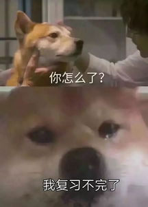 看着姐妹们的朋友圈等我考完也要和你们一起玩