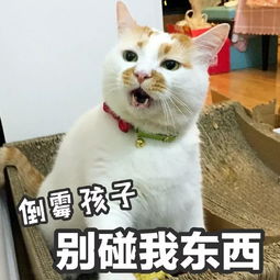 泪网红猫楼楼去世,我的表情包回到了汪星球...
