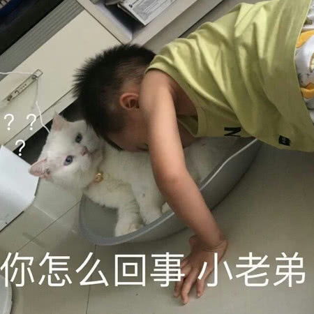 猫咪卖萌的沙雕图嘿呀我最萌