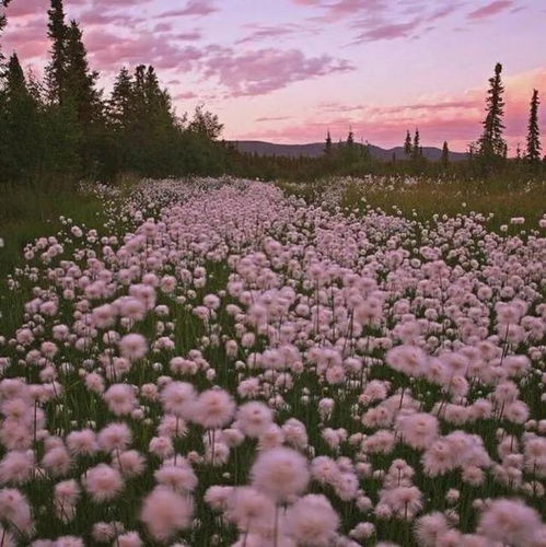 分享图片,粉红色的花海,唯美浪漫