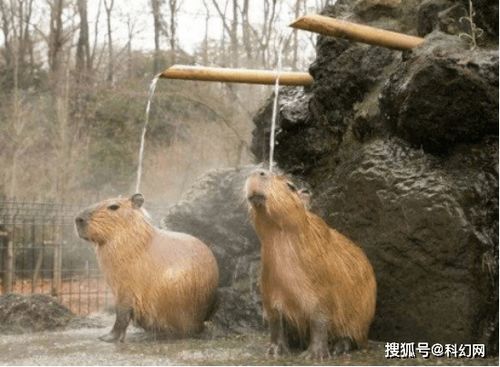 水豚爱泡澡心情好,皮肤光彩照人
