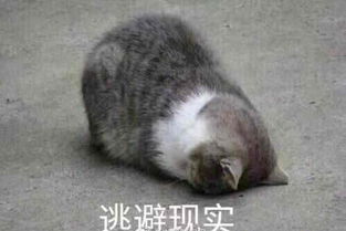 别催啦这届年轻人就是不爱结婚