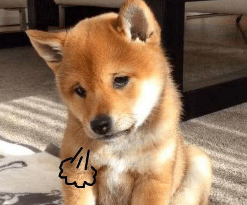 恐龙外套滑稽表情包柴犬