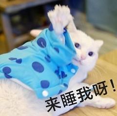 亲亲我的爱人表情包猫咪