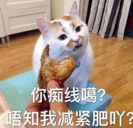 日常吸猫系列表情包,废猫扶不上墙
