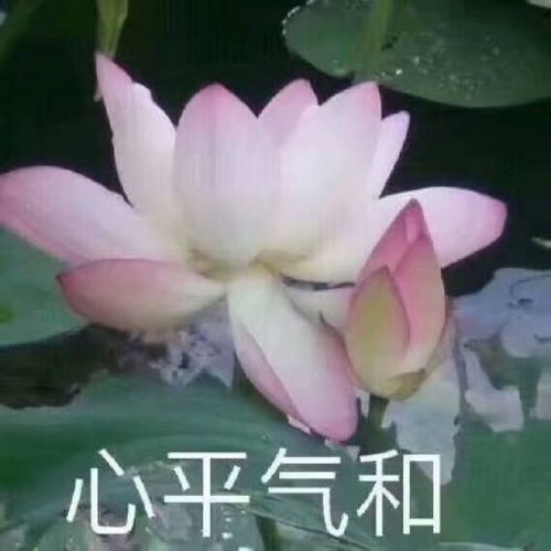 头像打入老年俱乐部就靠这组头像