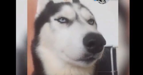 哈士奇以表情帝走红网络,看看它魔性的表情,可以笑一年了