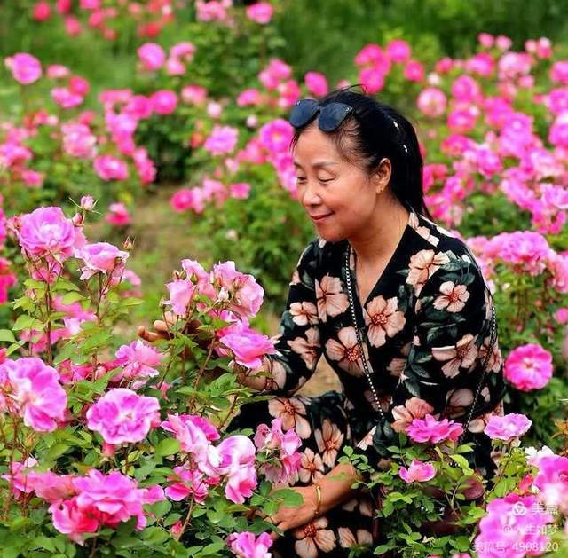 陕西省潼关秦王赛月季花开富贵吉祥