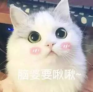表情包小萌猫