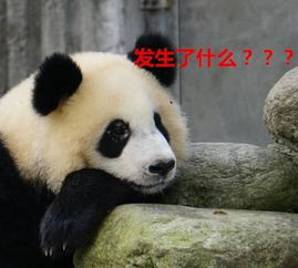 我哭着对你说,熊猫住得比我好太多