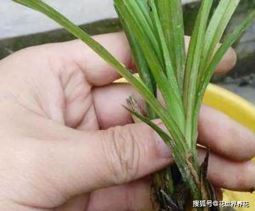胡大妈养兰花,用一种令人厌恶的营养液,1盆养成20盆