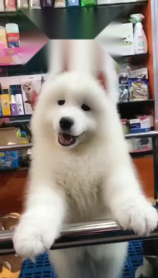 妈咪说这是一只小兔叽qwq