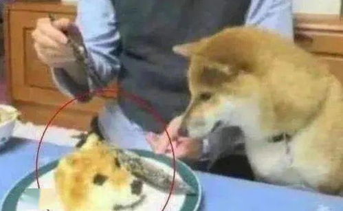 主人喂狗狗吃点心,突然一刀剁下狗头,下一秒请憋住别笑