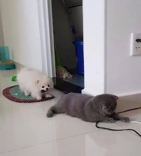 博美啃咬猫咪尾巴,猫咪不为所动,这大概是性格最好的猫了