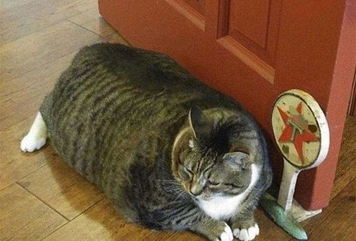 为何当时把猫当猪养的主人现在开始给猫咪减肥