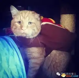 生无可恋的小猫被人领养才1小时就彻底地变了