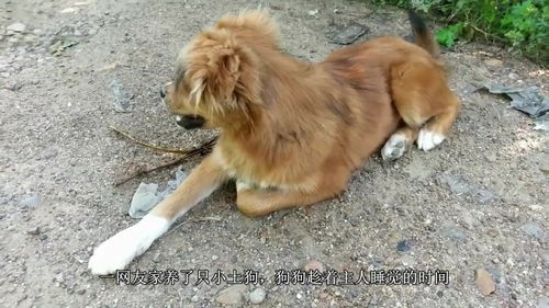 狗狗犯错后被罚面壁思过,悄悄回头表情太萌,主人笑到肚子疼