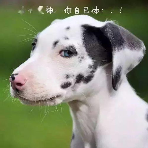 沙雕表情包i有种你来咬我呀