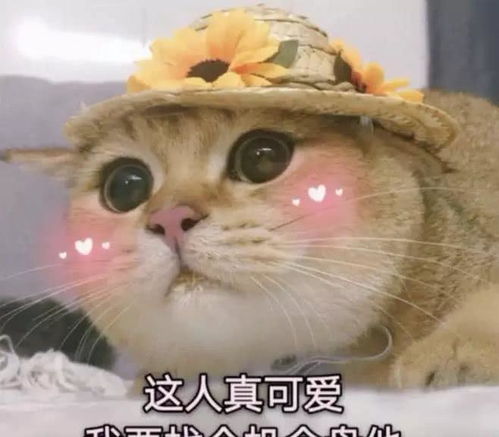 我喜欢你用表情包怎么说杀伤力极强,撩到ta受不了