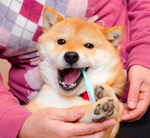 柴犬靠刷牙被众人熟知,每一个片段都是表情包