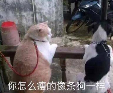 陈萌专栏丨毒奶之一千个伤心的理由