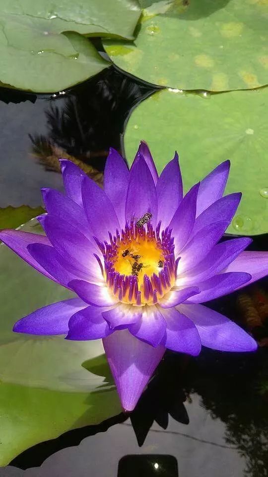 夏日荷花,炫彩夺目,怎一个美字了得
