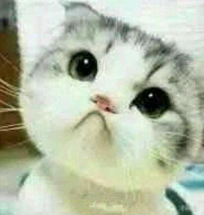 猫咪表情爱亲亲大合集,让猫奴吸的停不下来
