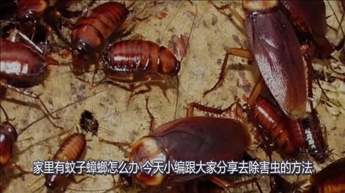 家里有蚊子蟑螂,教你一招,保证蚊子蟑螂死光光