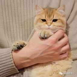 一只自带眼线的橘猫这自带妆感的大眼睛,很妖艳咯