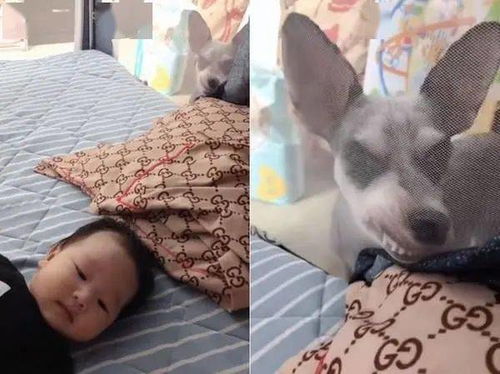想看妹妹汪哥脸贴蚊帐装流氓逼视,表情滑稽